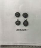 FRUIT